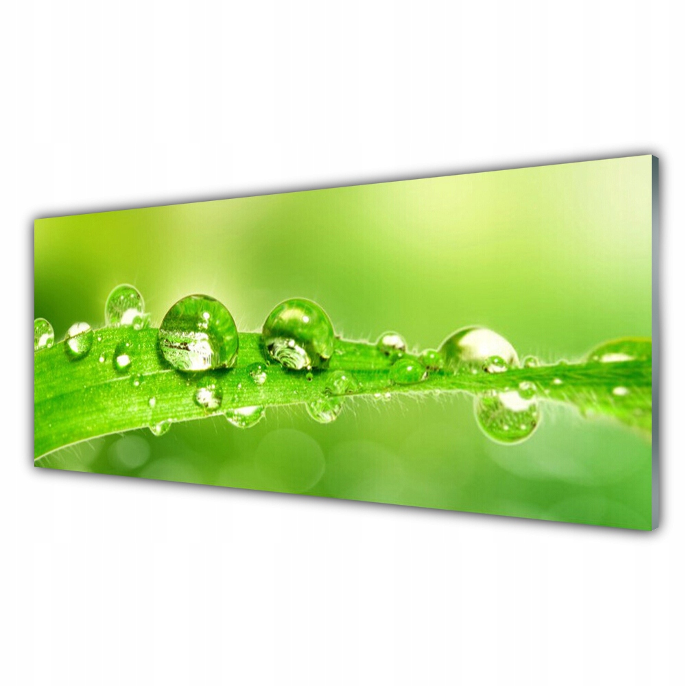 

Fotoobraz wiszący 125x50 Liść Krople Rosa Roślina