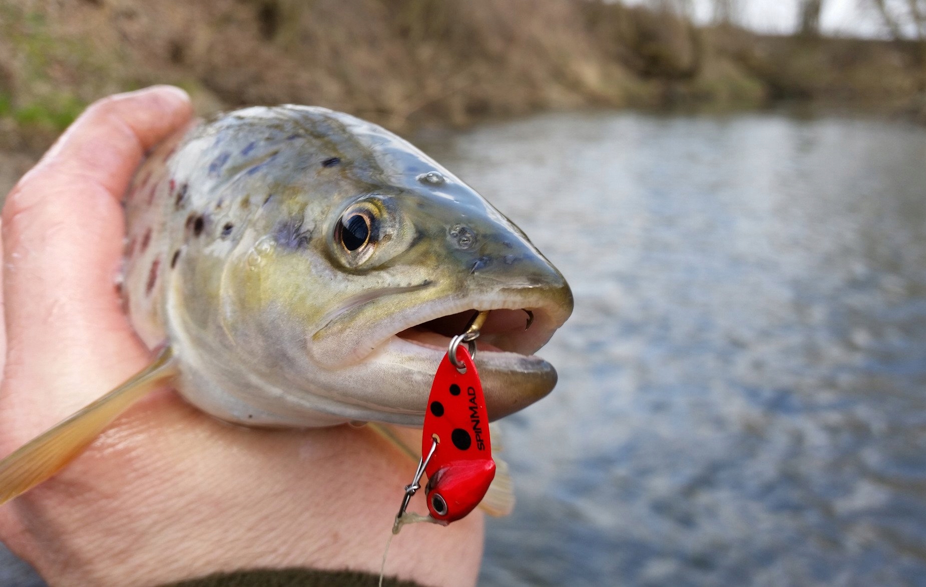 ŁOWNA CYKADA SPINMAD ĆMA 2,5g - 0114 Marka Spin-Mad
