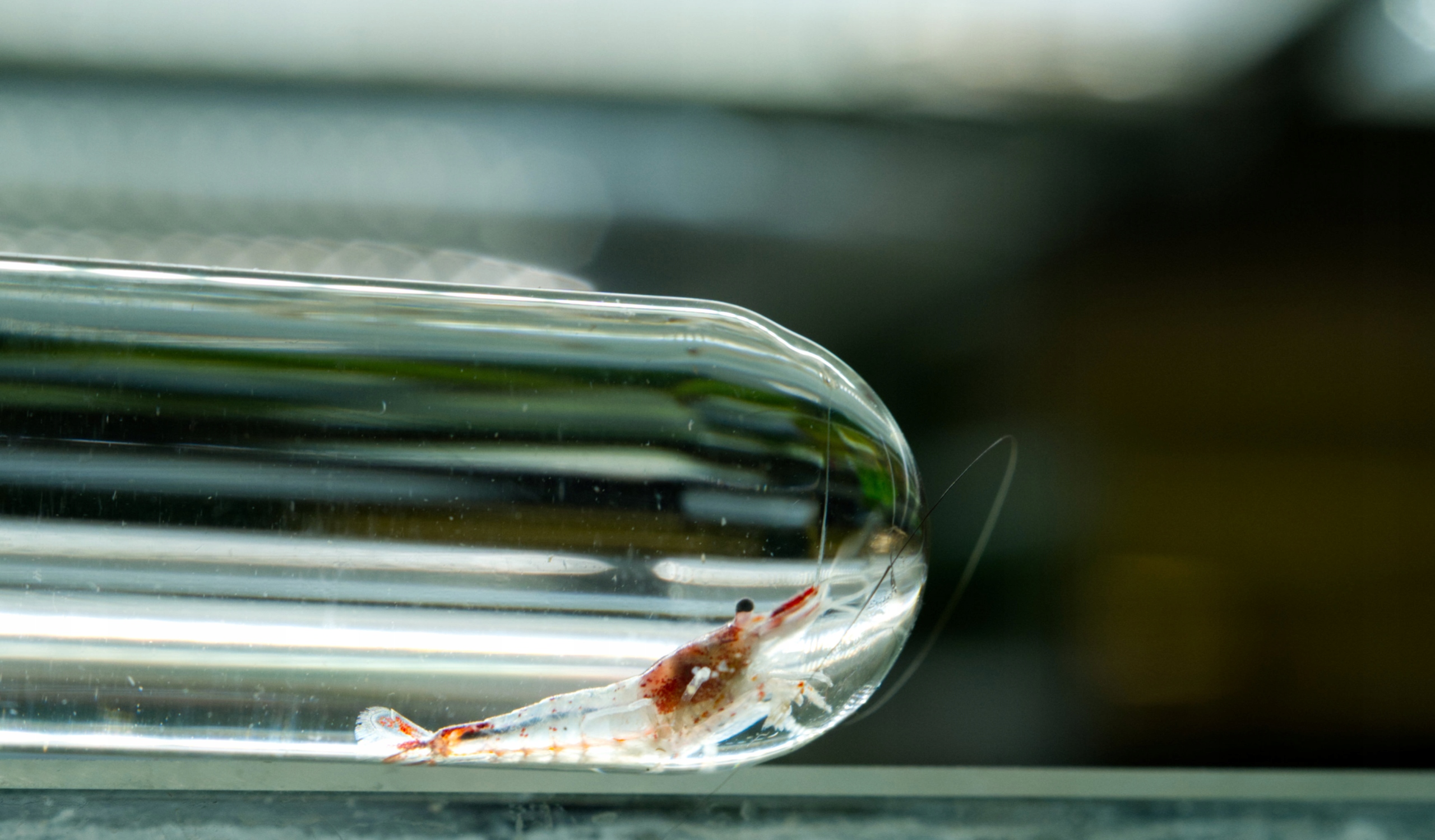 RED RILI czerwona przeźroczysta krewetka neocaridina PROSTA EKH WAWA