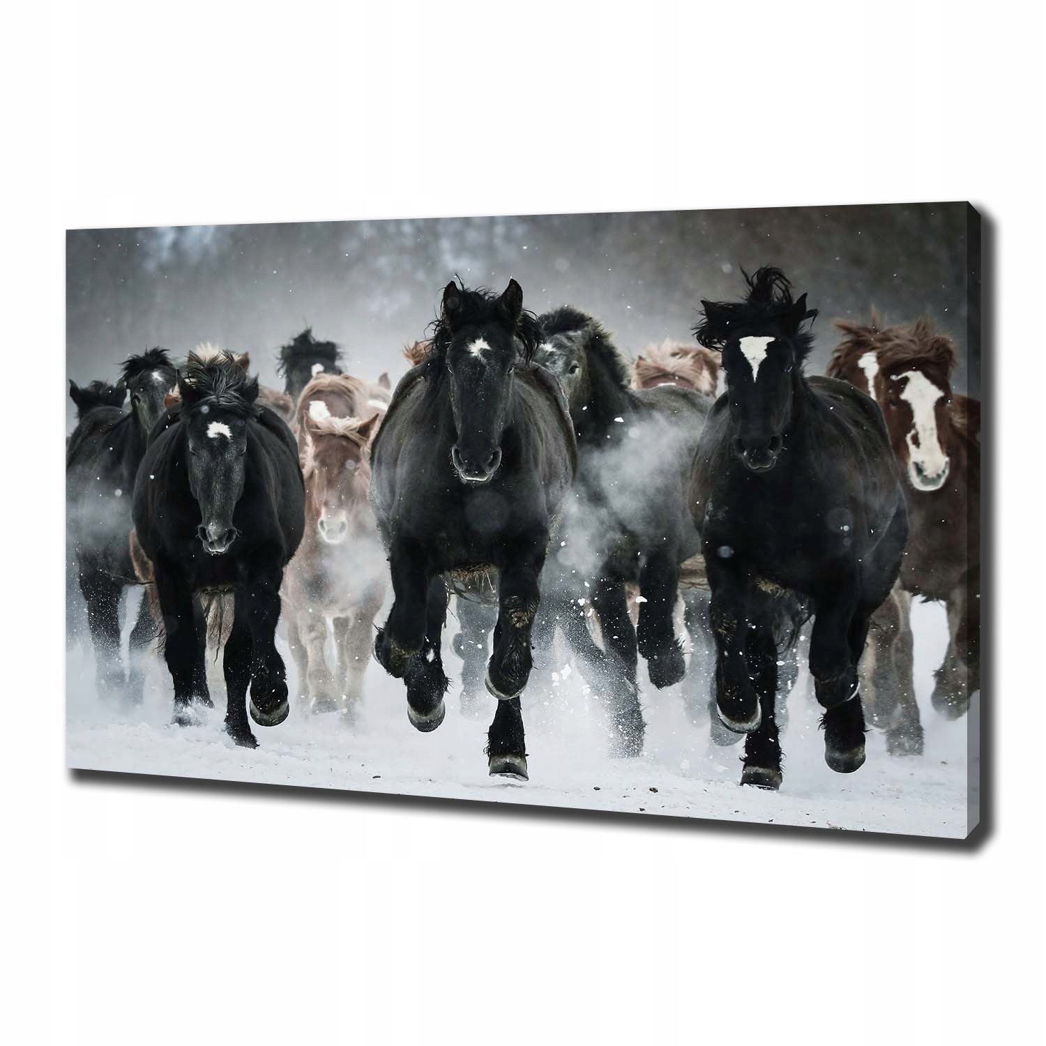 

Foto obraz na płótnie Konie w galopie 100x70 cm