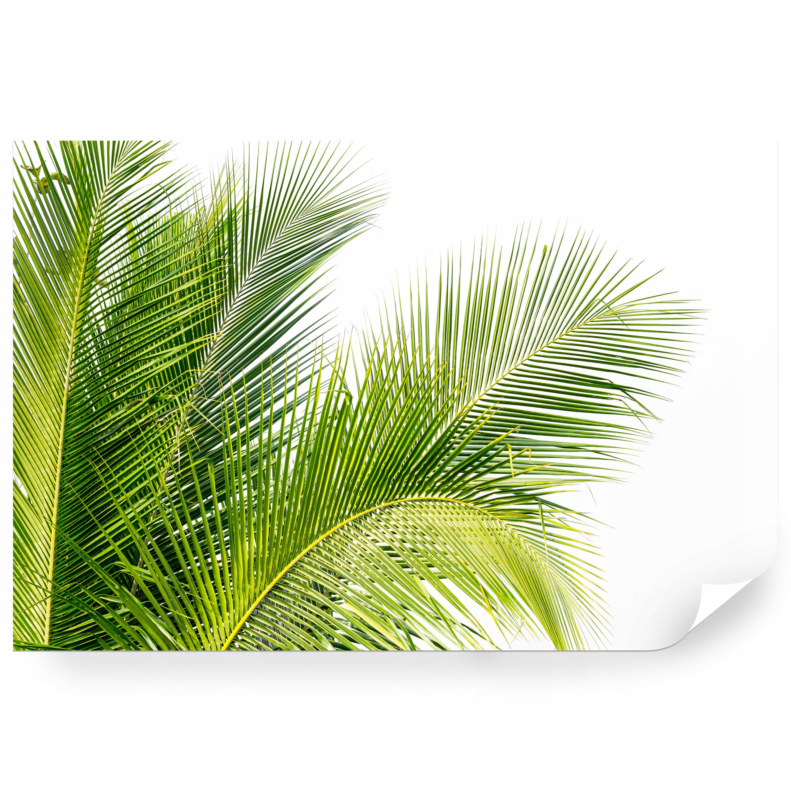 Samolepiaca fototapeta Zelené Listy Palma Abstrakcia 450 x 300 cm