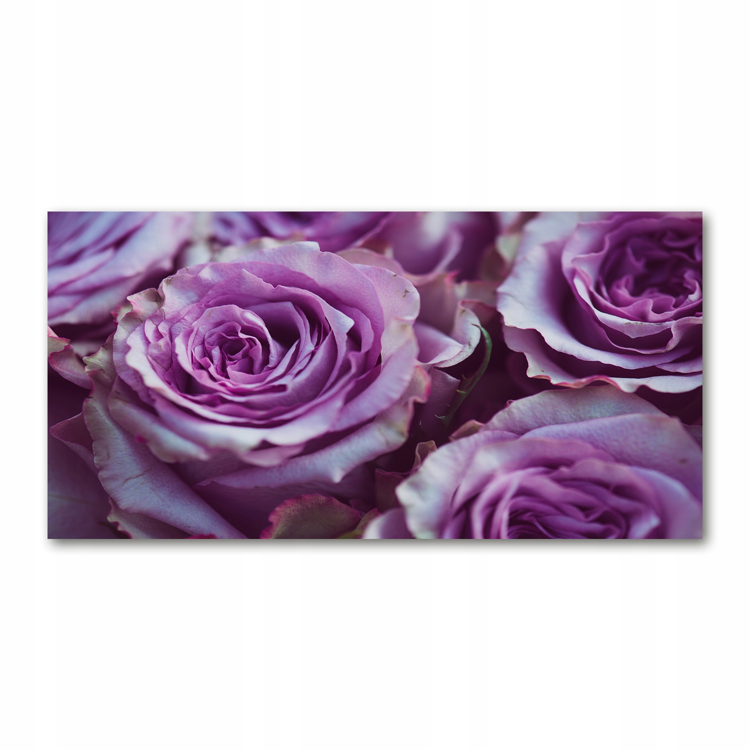 

Foto obraz akryl zdjęcie Fioletowe róże 120X60 cm