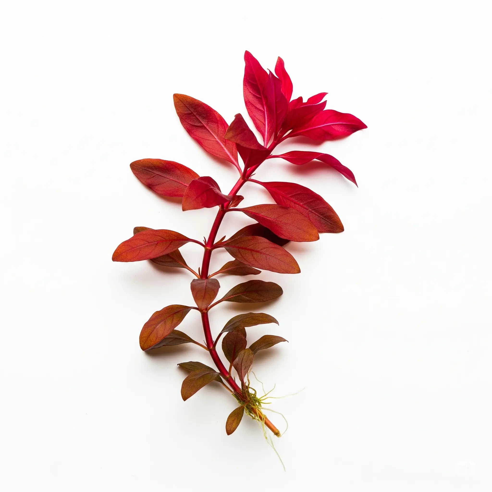 LUDWIGIA REPENS SUPER RED - Piękna Czerwona Roślina do Akwarium