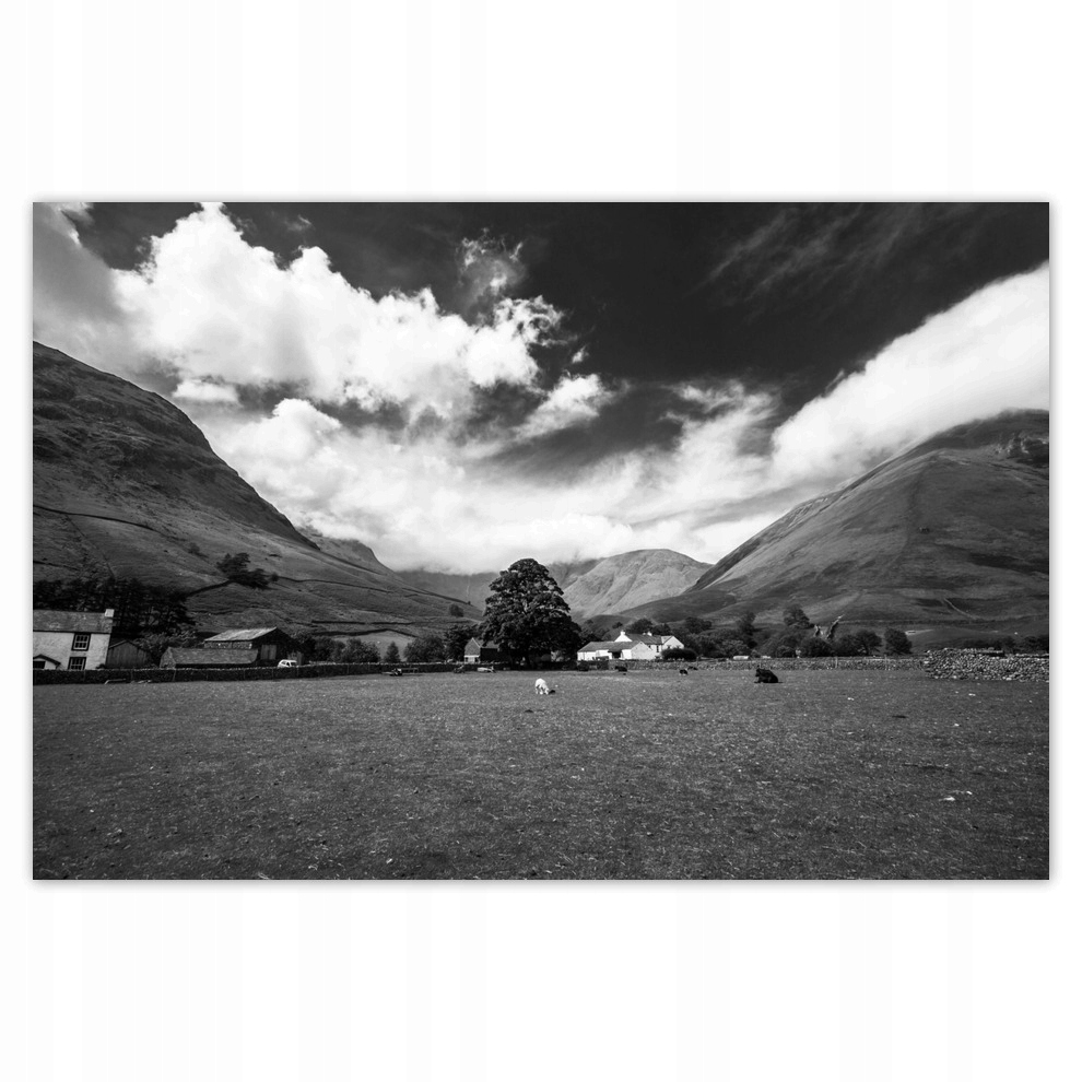 

Plakaty 93x62 Owce na łące