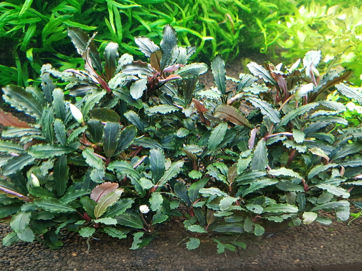 BUCEPHALANDRA DEEP PURPLE - разведение подводная