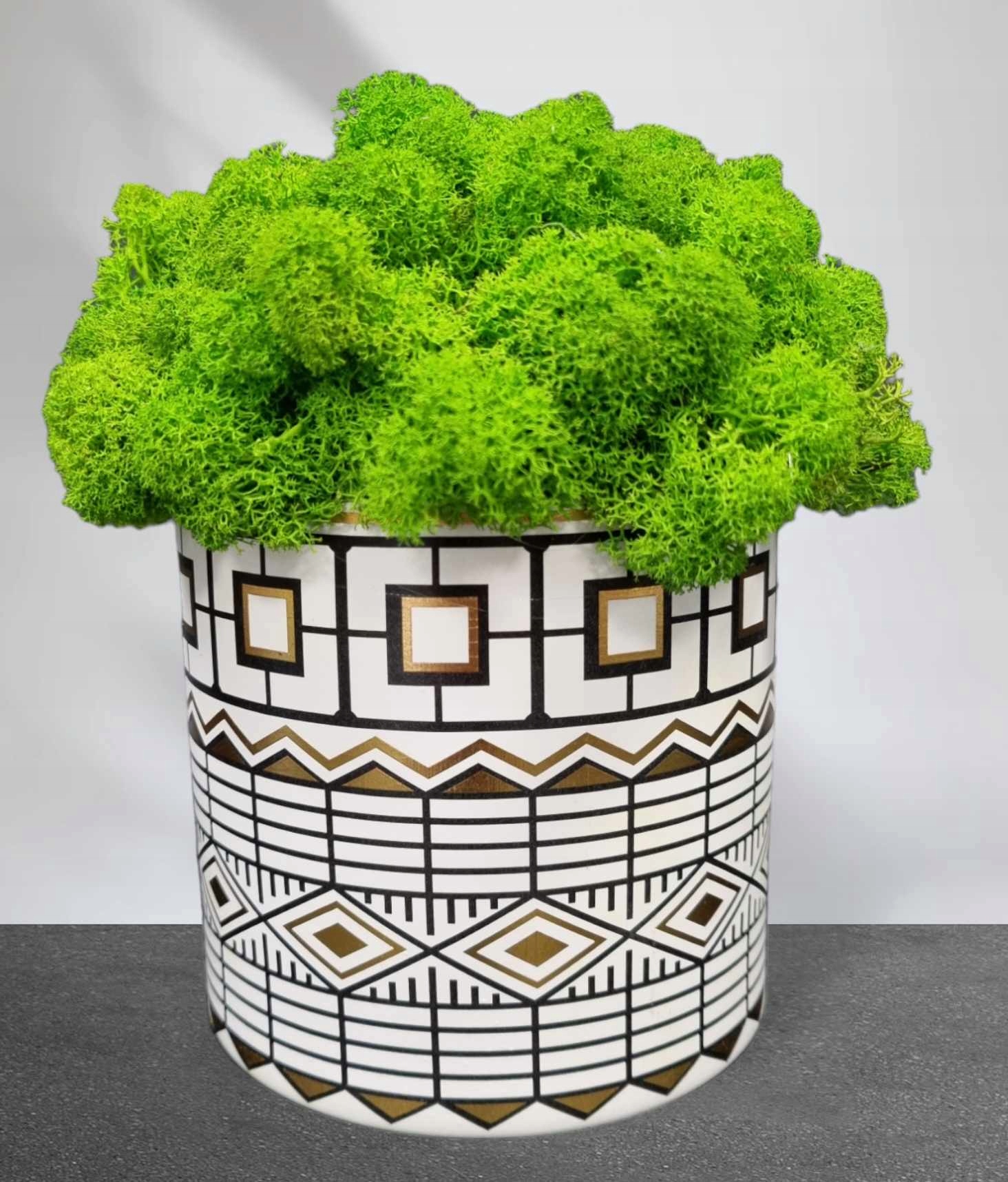 MECH CHROBOTEK W DONICZCE Rodzaj mech chrobotek