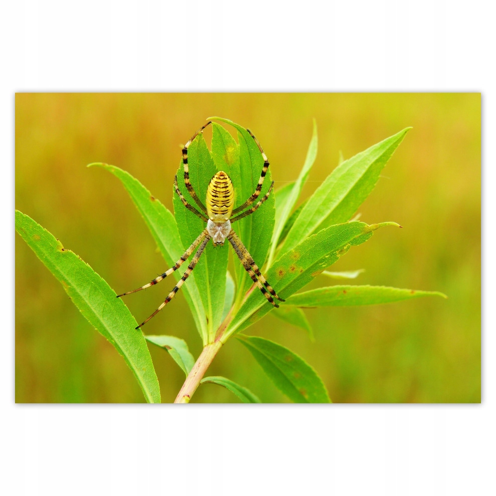 

Plakaty 93x62 Zwierzęta Zwierzątka