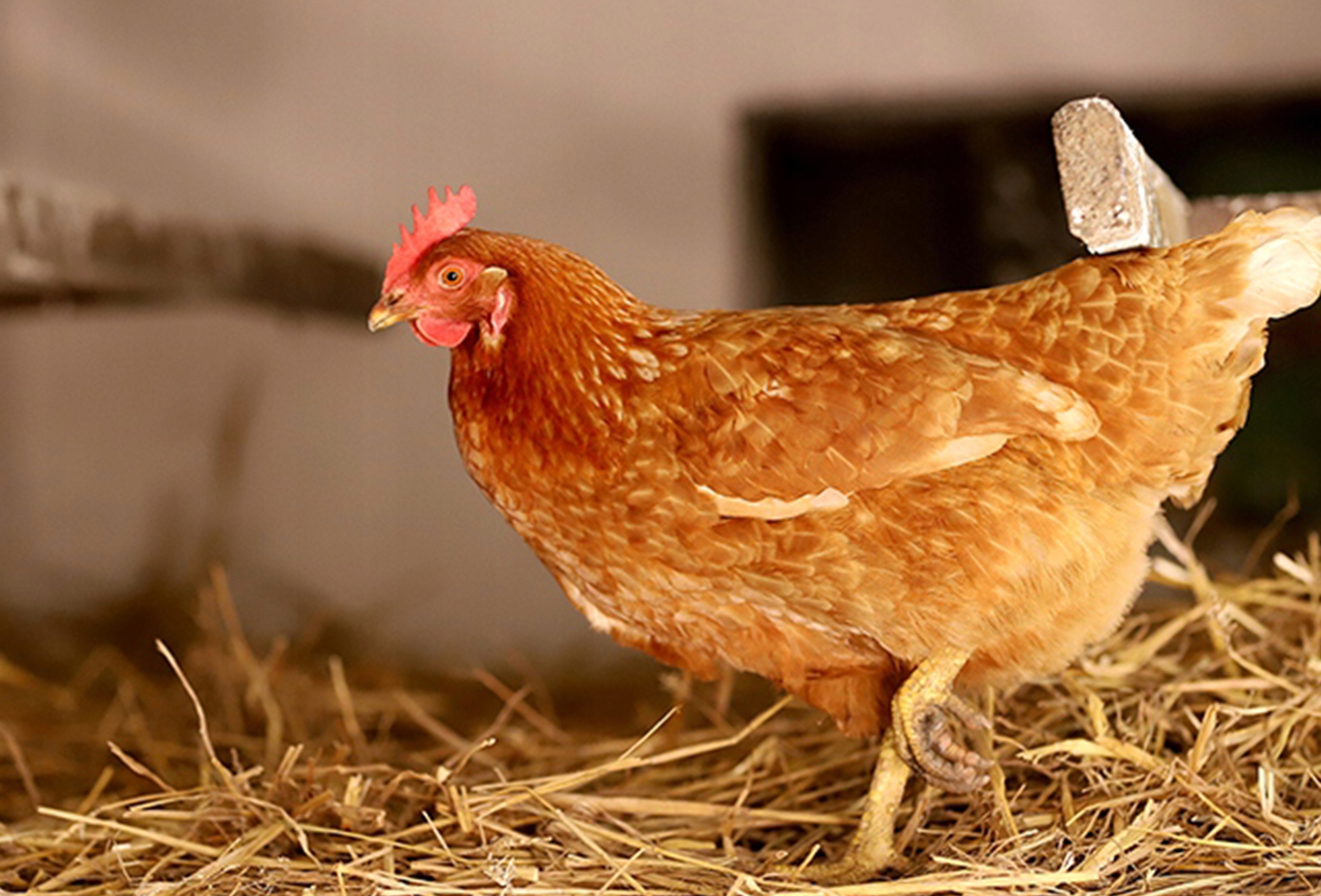 SŁOMA DLA KUR DUŻA KOSTKA NIOSKI 8KG 170L XXL ŚCIÓŁKA EKOLOGICZNA ŚWIEŻA Stan opakowania zastępcze