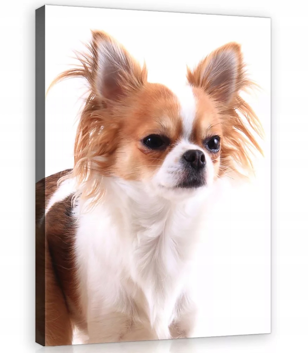 Obraz Na Plátně Canvas 75x100 Pes Chihuahua