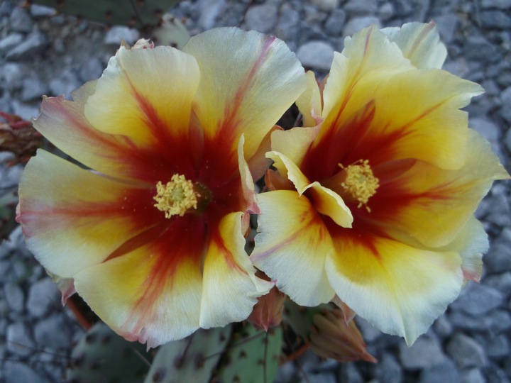 Opuncja violacea 'Santa Rita' zimująca sadzonka