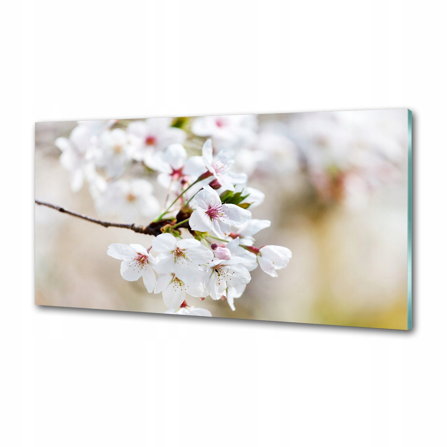 Panel dekor sklo Kvety čerešní 120x60 cm Lepidlo