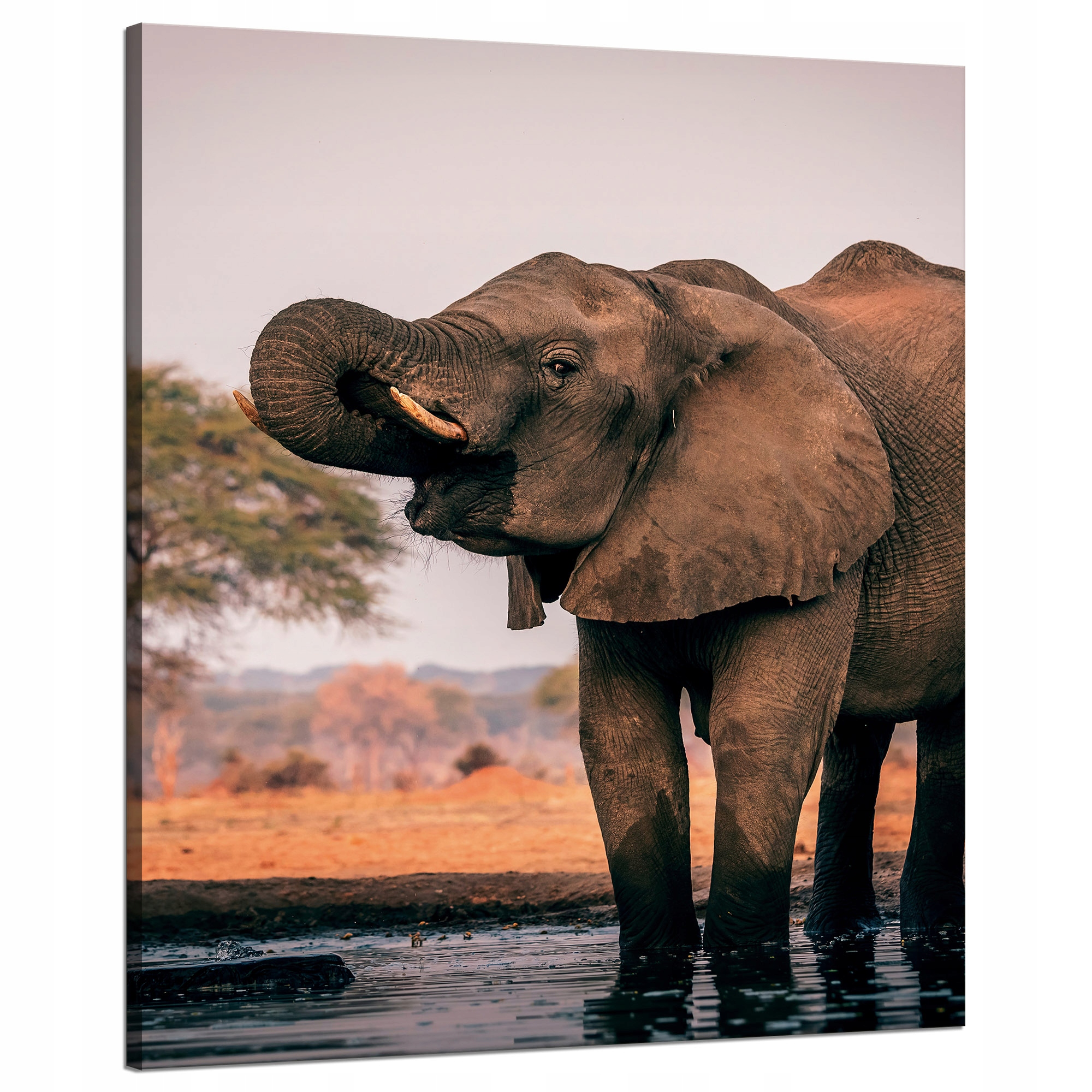 Obraz na plátně Sloni ve vodě Afrika Příroda 80x100 cm Ideální jako dárek