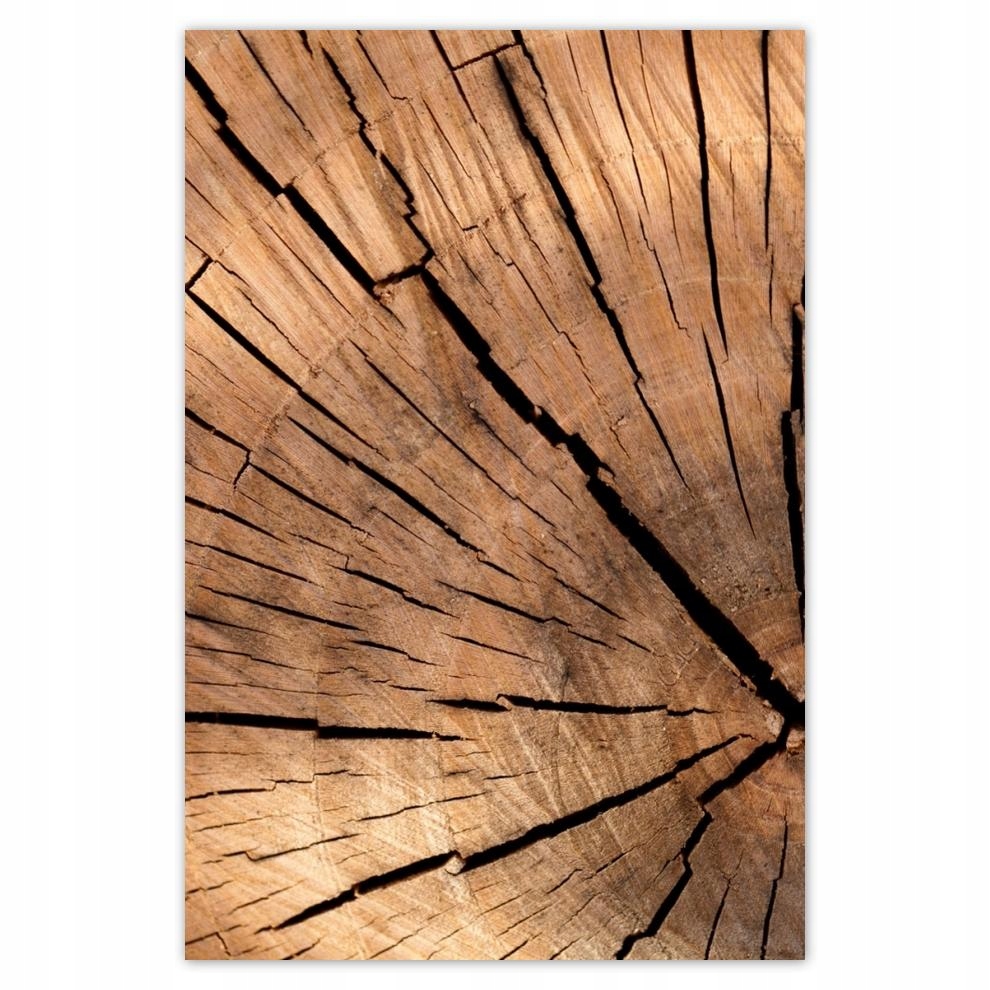 

Plakaty 40x60 Słoje