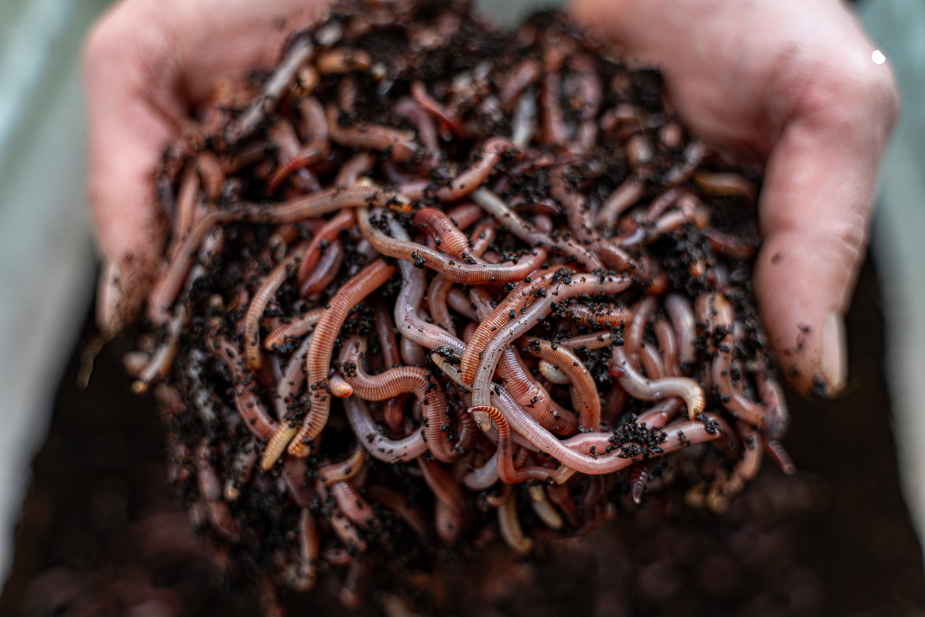2000 szt DENDROBENA II czerwone robaki dżdżownice 1kg