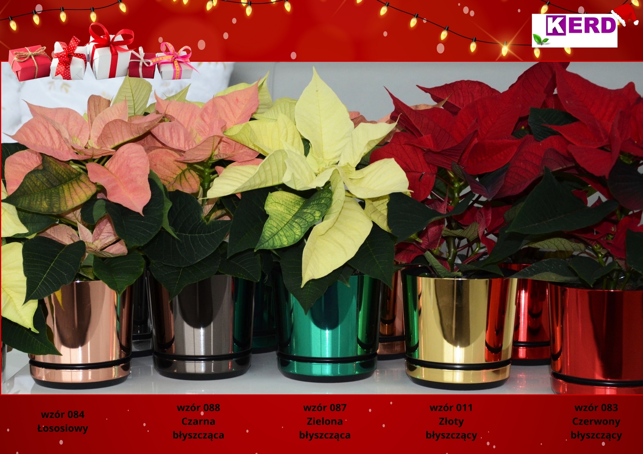 12 Doniczka CZERWONA BŁYSZCZĄCA Poinsecja dekoracja świąteczna Gwiazda Betl Marka Kerd