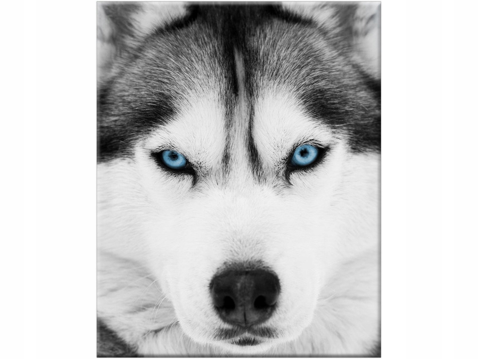 

Pies Psy Husky dla córki 40x50 dziecka Obraz