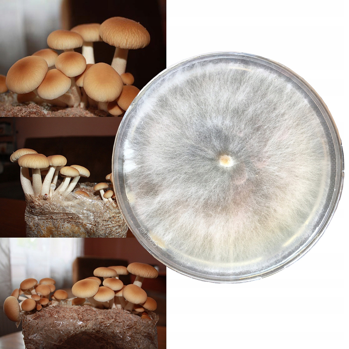 Levně Piopino Polníček Petriho petriho miska