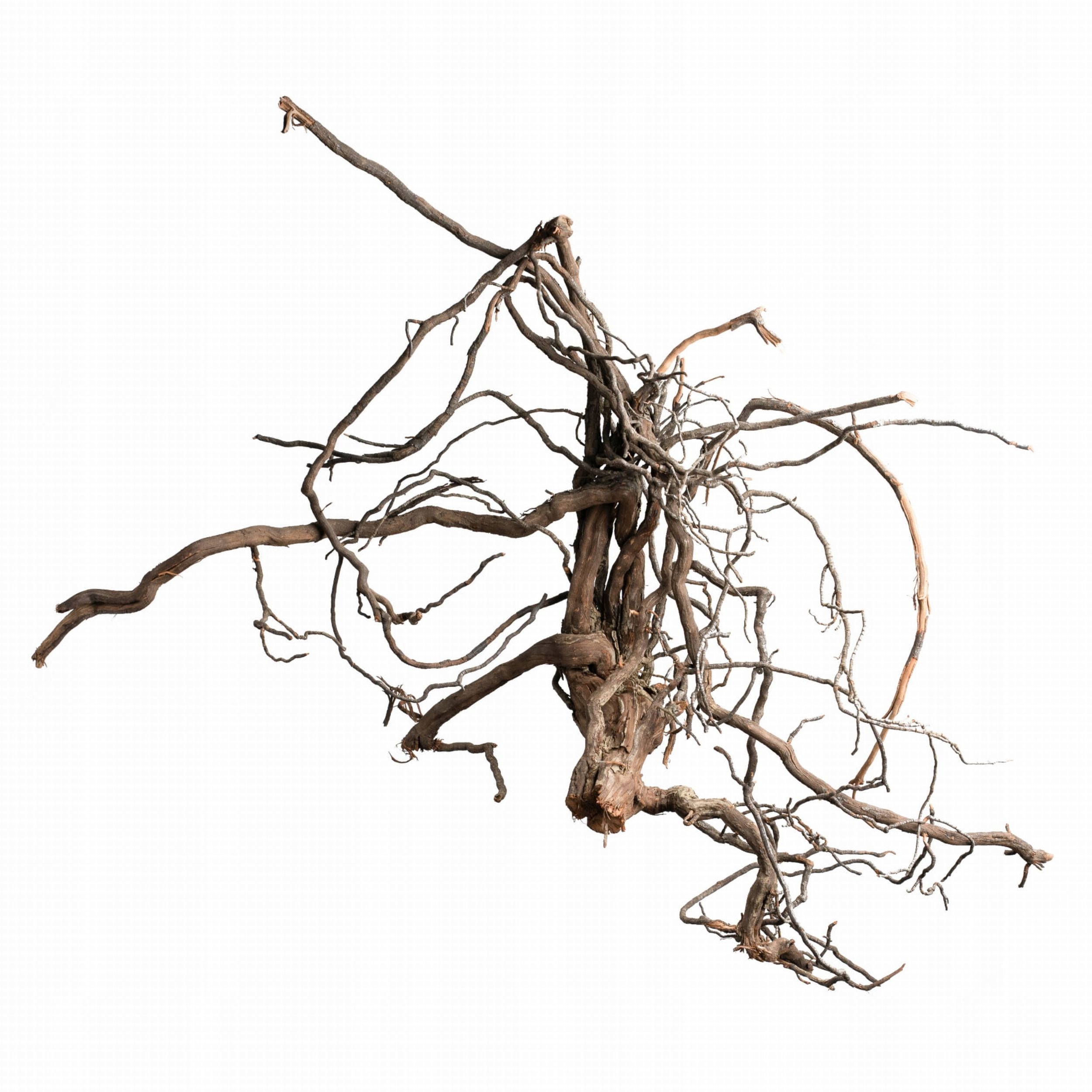 Levně BioVine Roots L Jar Kořen vinné révy Přírodní Ozdoba do Terária 50-60cm