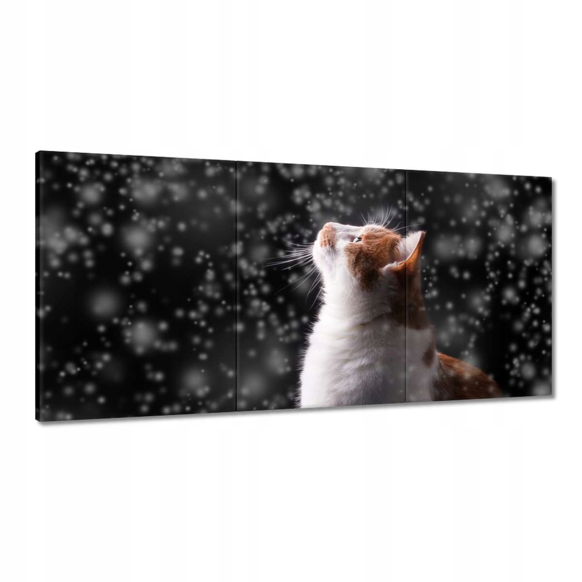 Obrazy 180x90 Mačka Mačičky Mačky Mačiatko