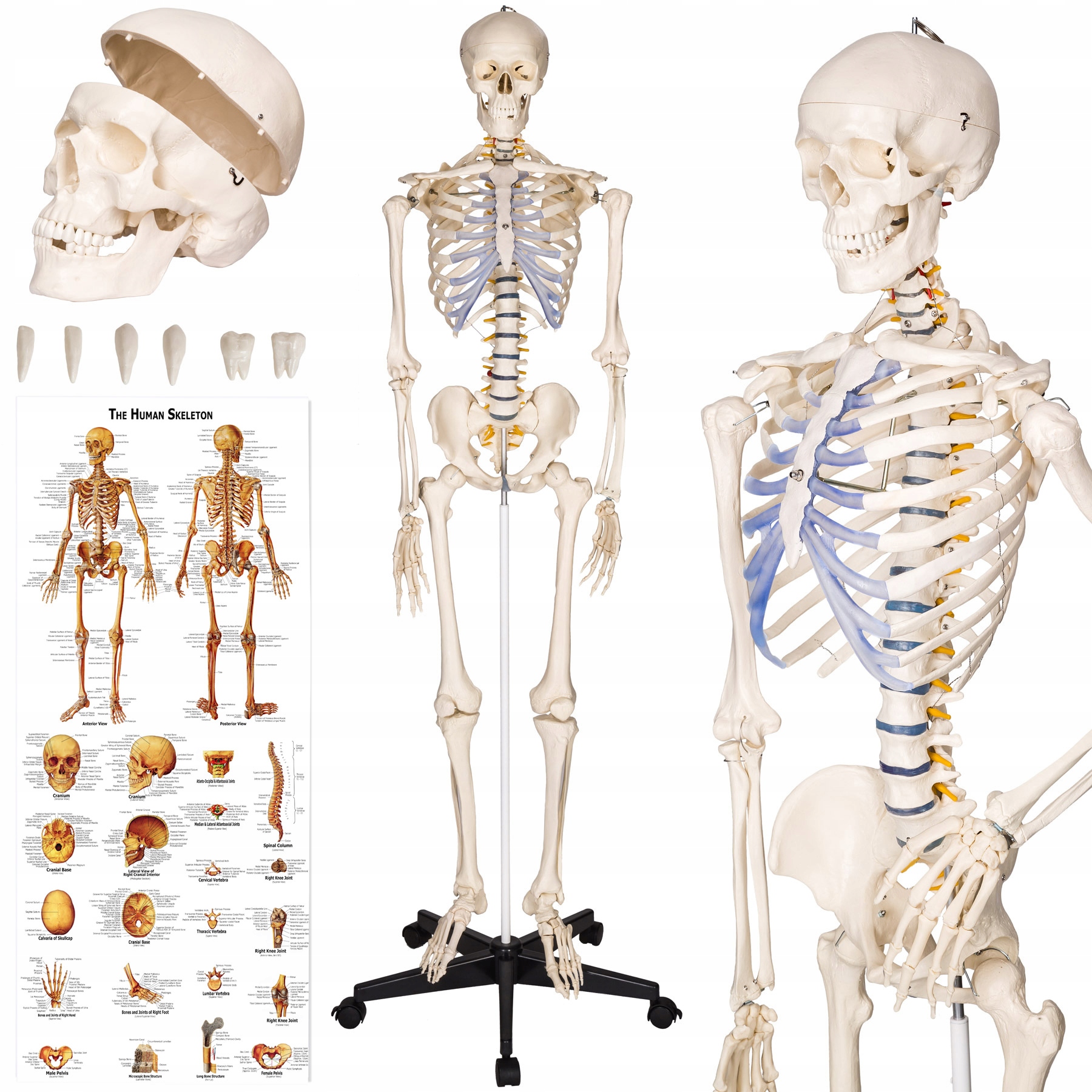 

Szkielet anatomiczny ludzki człowieka model 400502