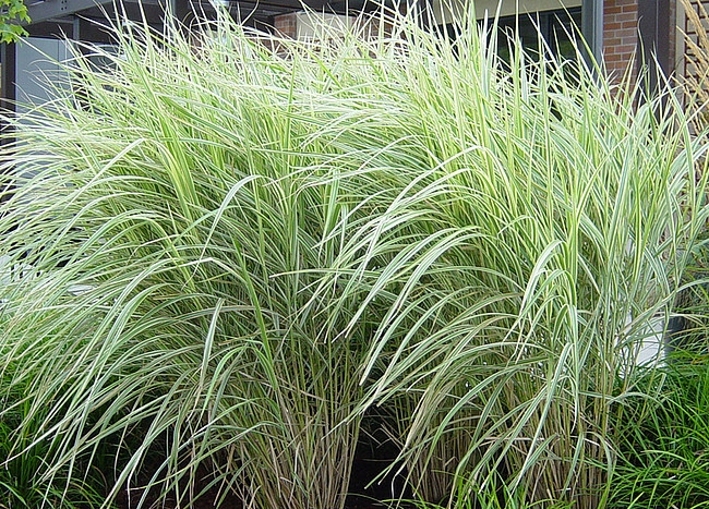 Miskant chiński Variegatus Miscanthus sinensis 2L