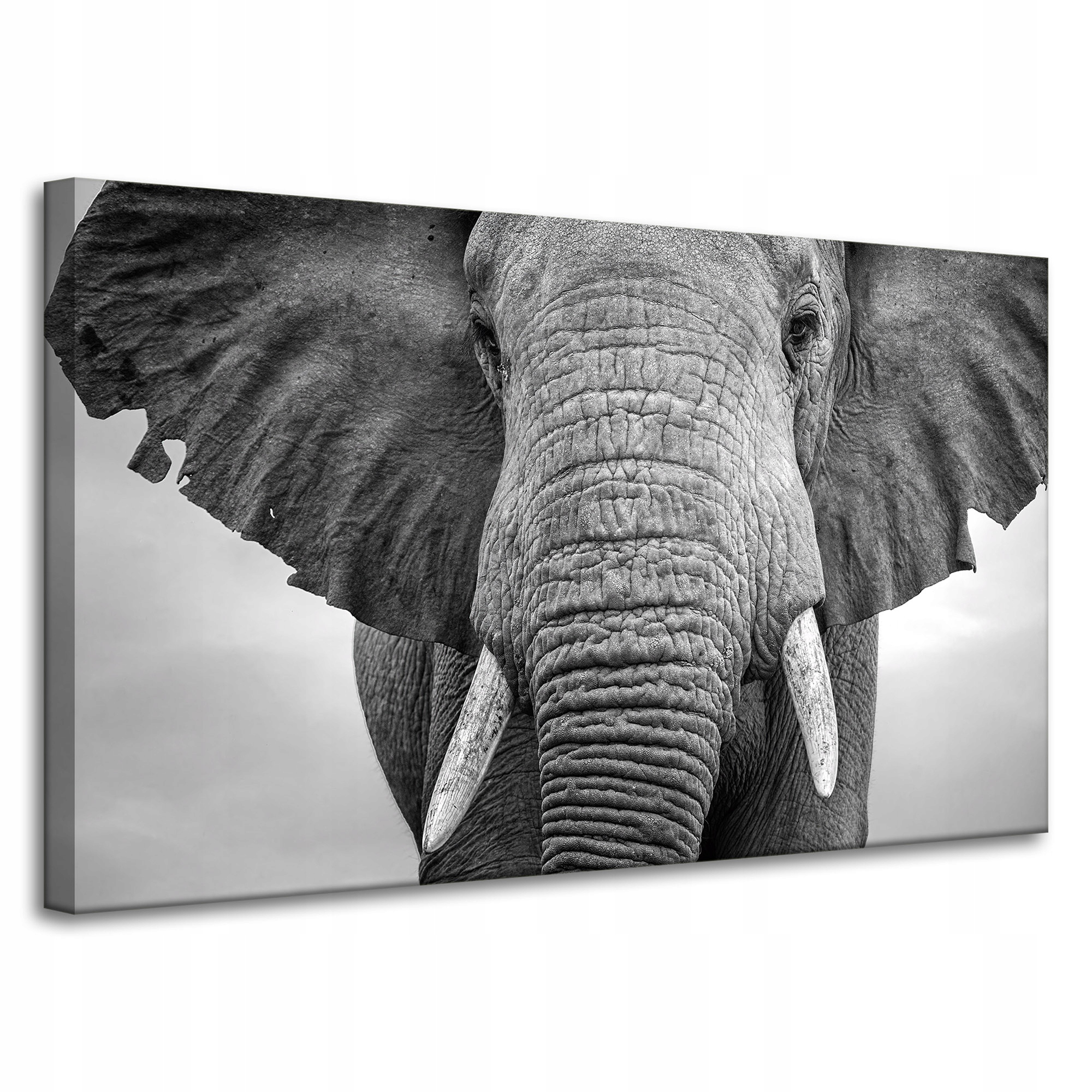 Obraz na plátně Šedá Tvář slona Zvíře 100x60 cm Ideální jako dárek
