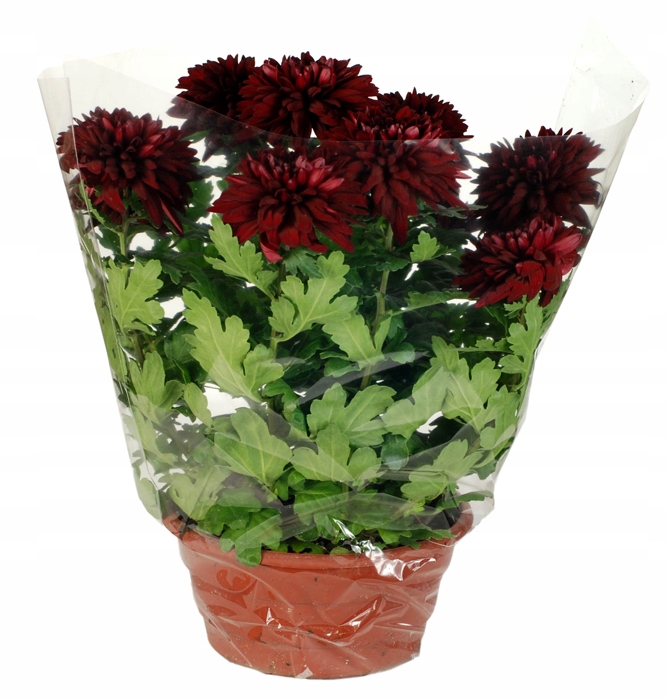 Rożki do kwiatów doniczkowych 27/60/400 - 50szt EAN (GTIN) 5906852201976