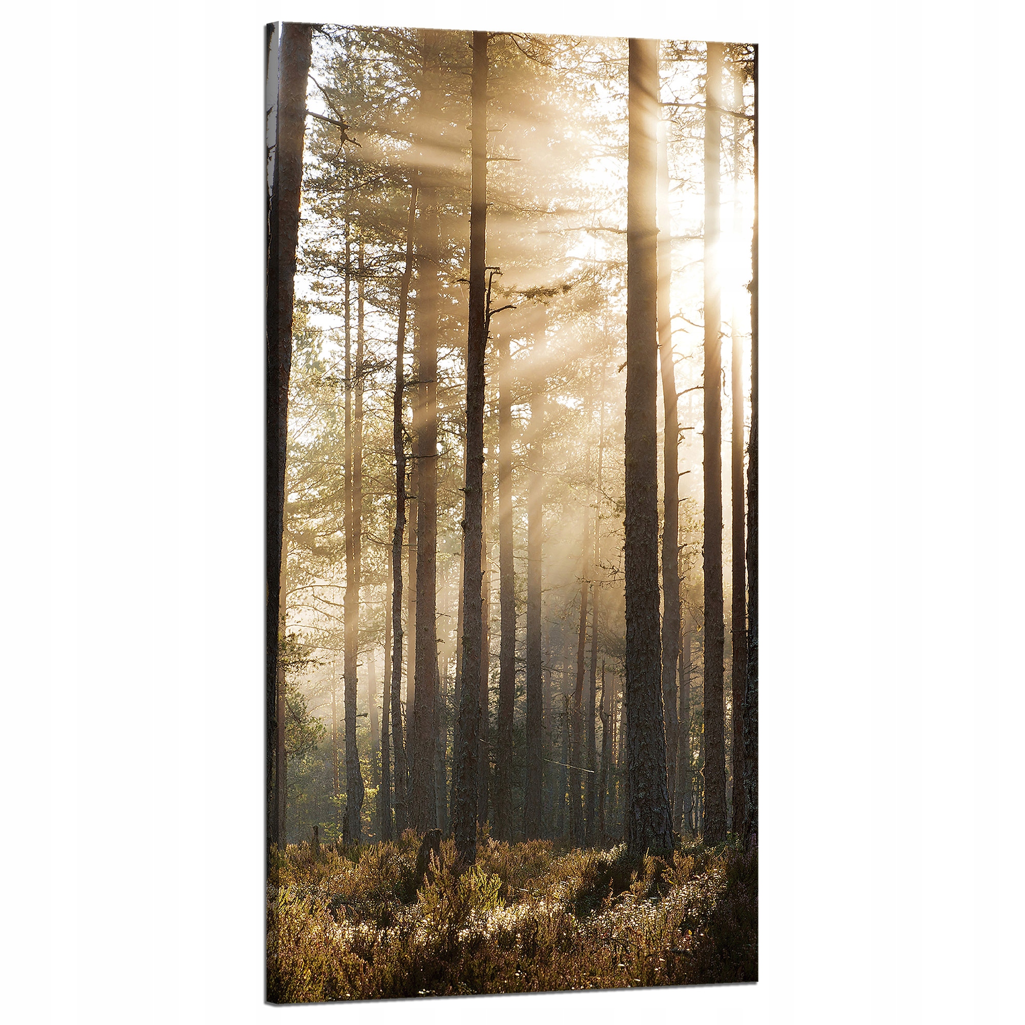 Obraz na plátně Slunce v lese Studené barvy Tráva 60x120 cm