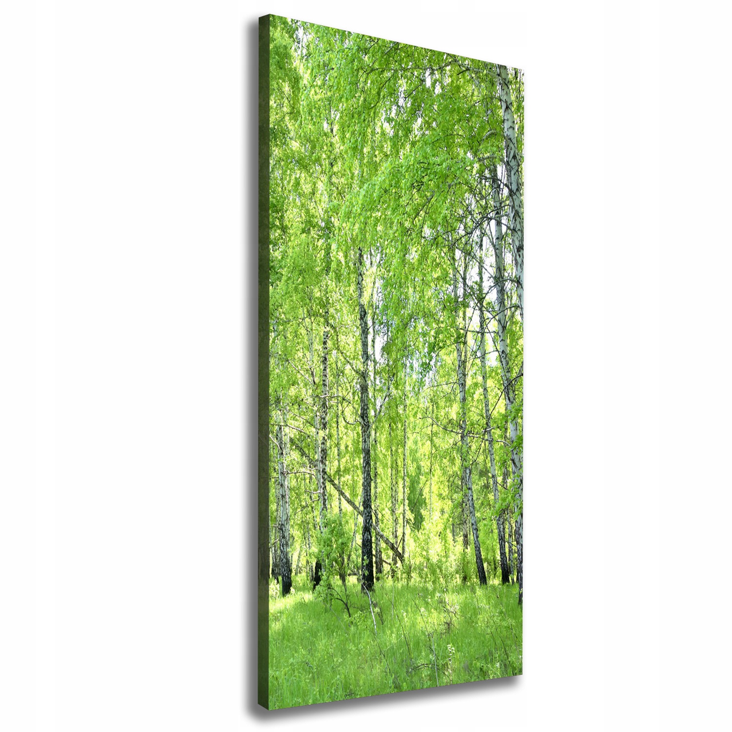 

Foto obraz canvas do salonu Las brzozowy 50x125