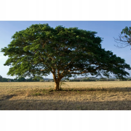 OLEJEK ZAPACH DO SAUNY DRZEWO COPAIBA 15 ML Kod producenta 102124