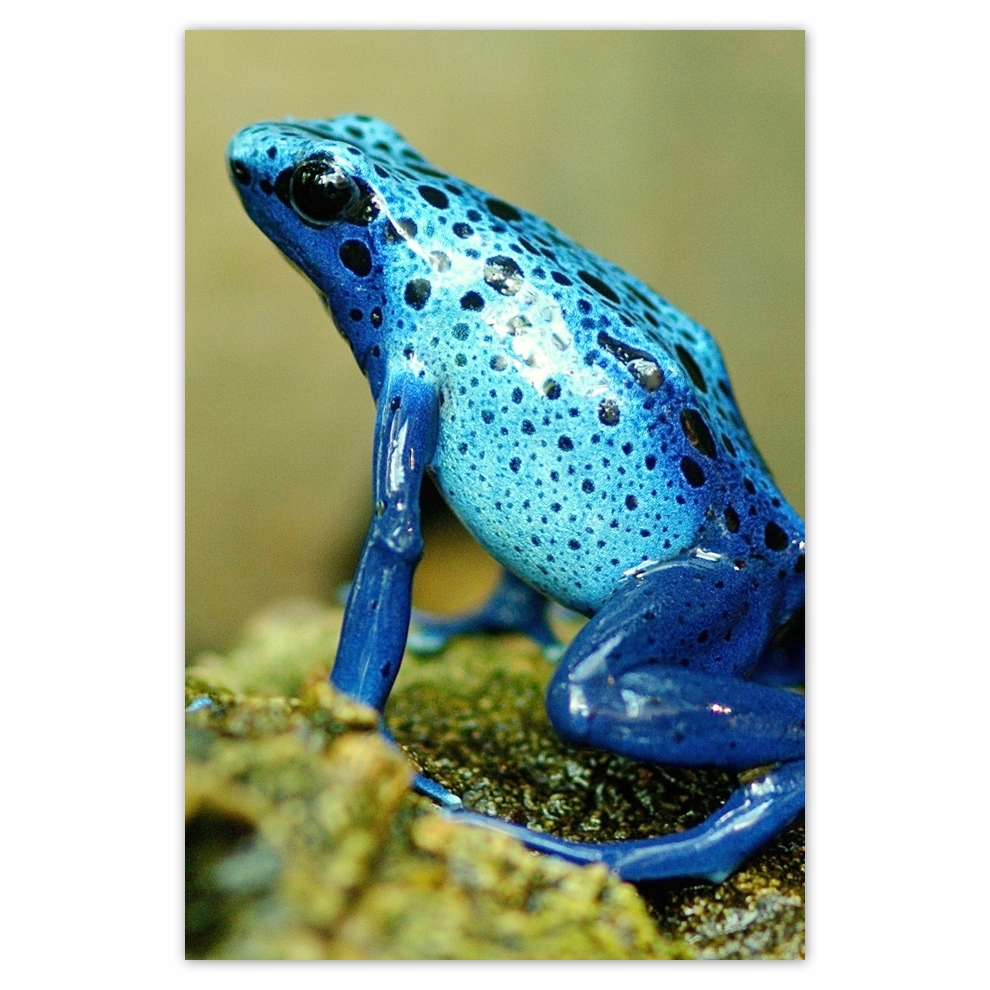 

Plakaty 62x93 Zwierzęta Zwierzątka