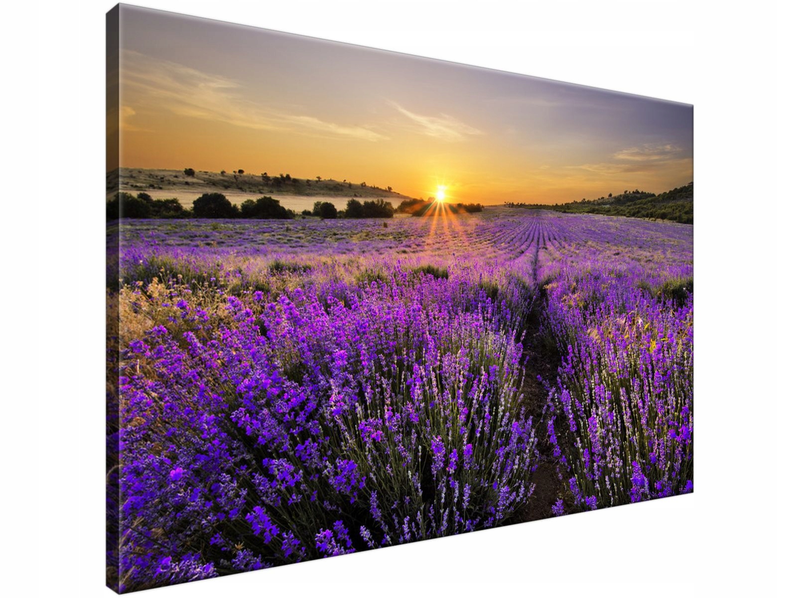 

Obraz drukowany Pole lawendy 90x60 producent