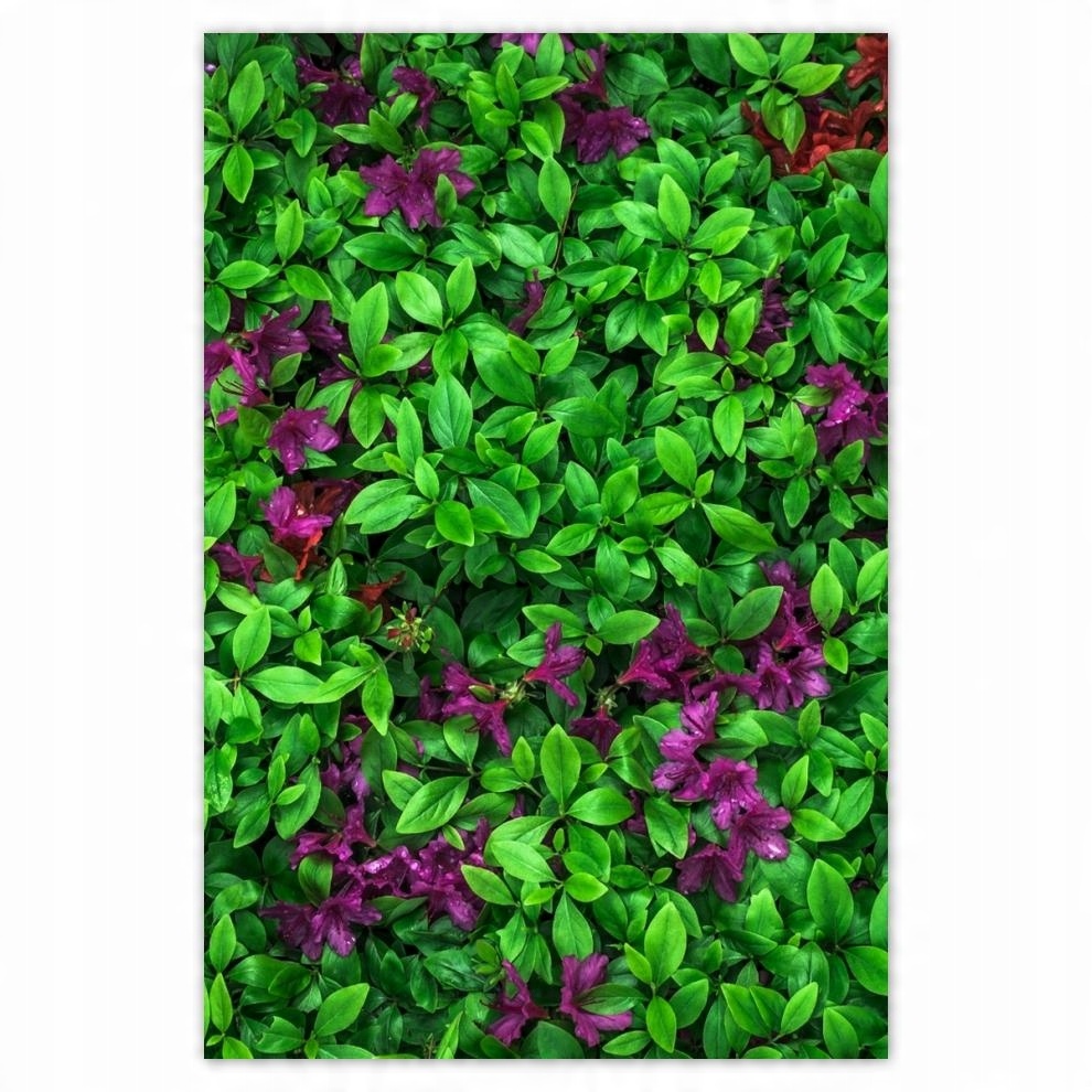 

Plakat 62x93 Azalia ogrodowa