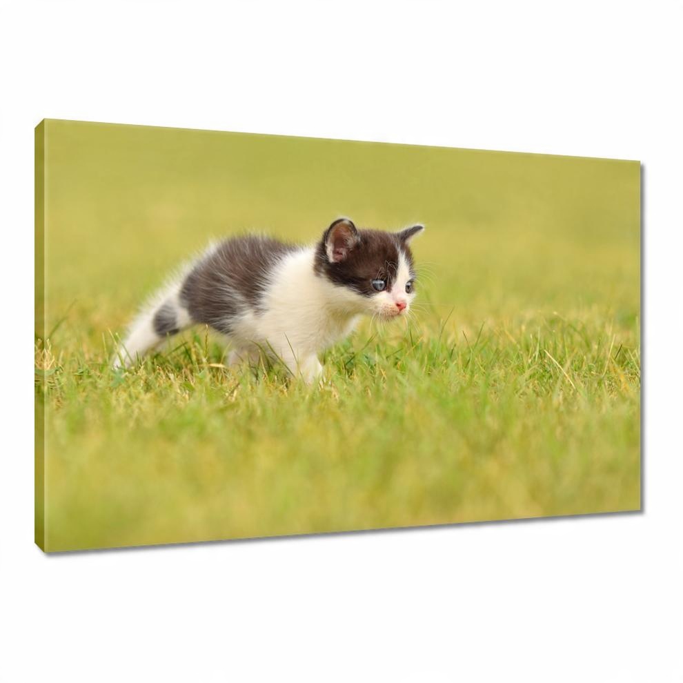 

Obrazy 120x80 Kot Kotki Koty Kicia