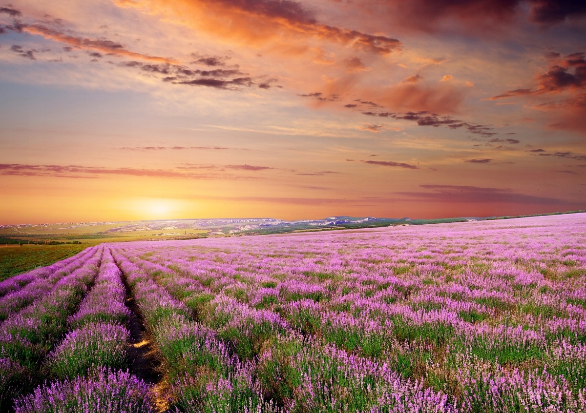 

Fototapeta Flizelinowa Lawendowe pole 312x219