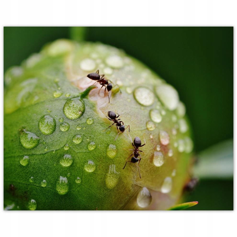 

Plakat 50x40 Zwierzęta Zwierzątka