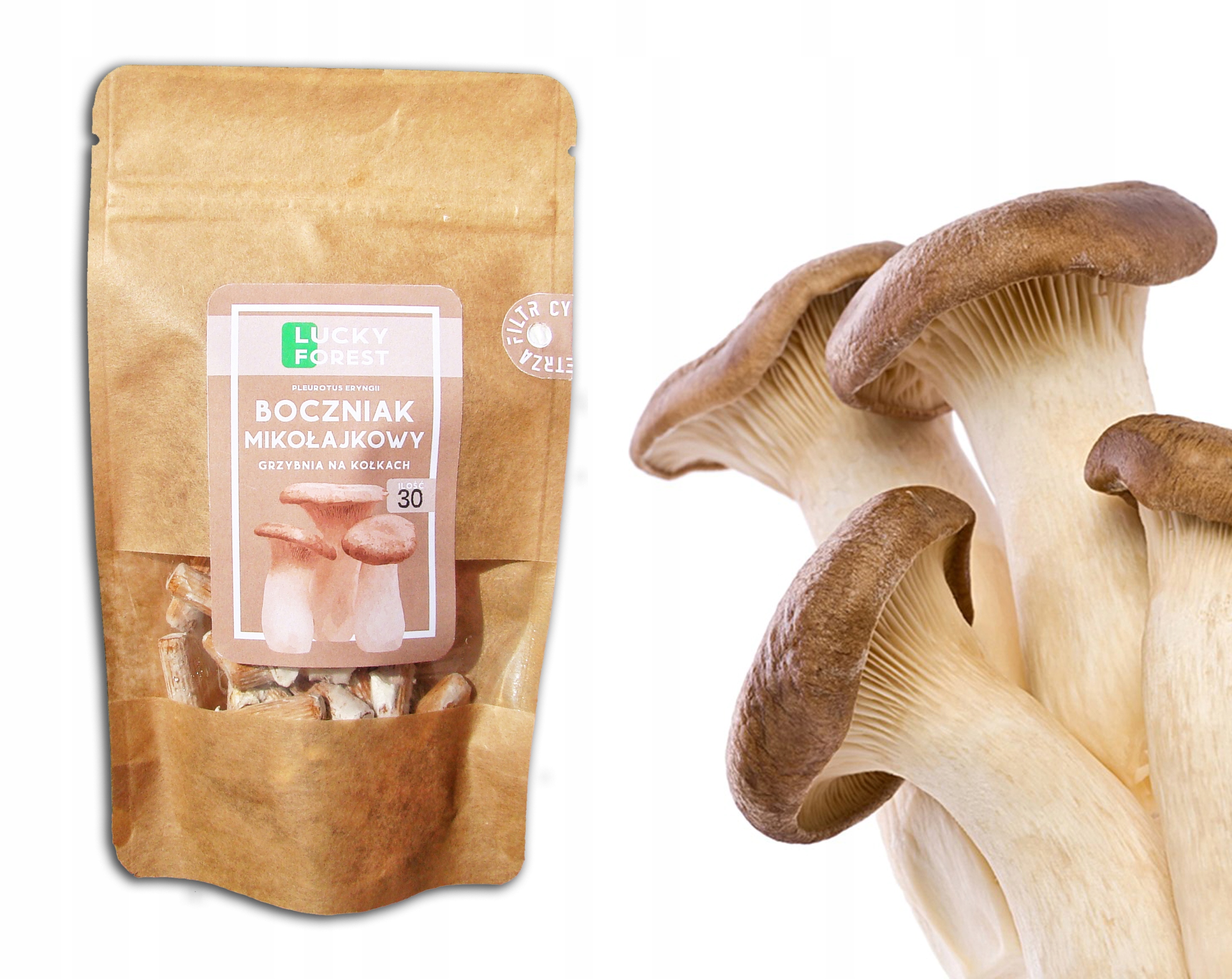 

Boczniak Mikołajkowy Grzybnia na kołkach 30 szt