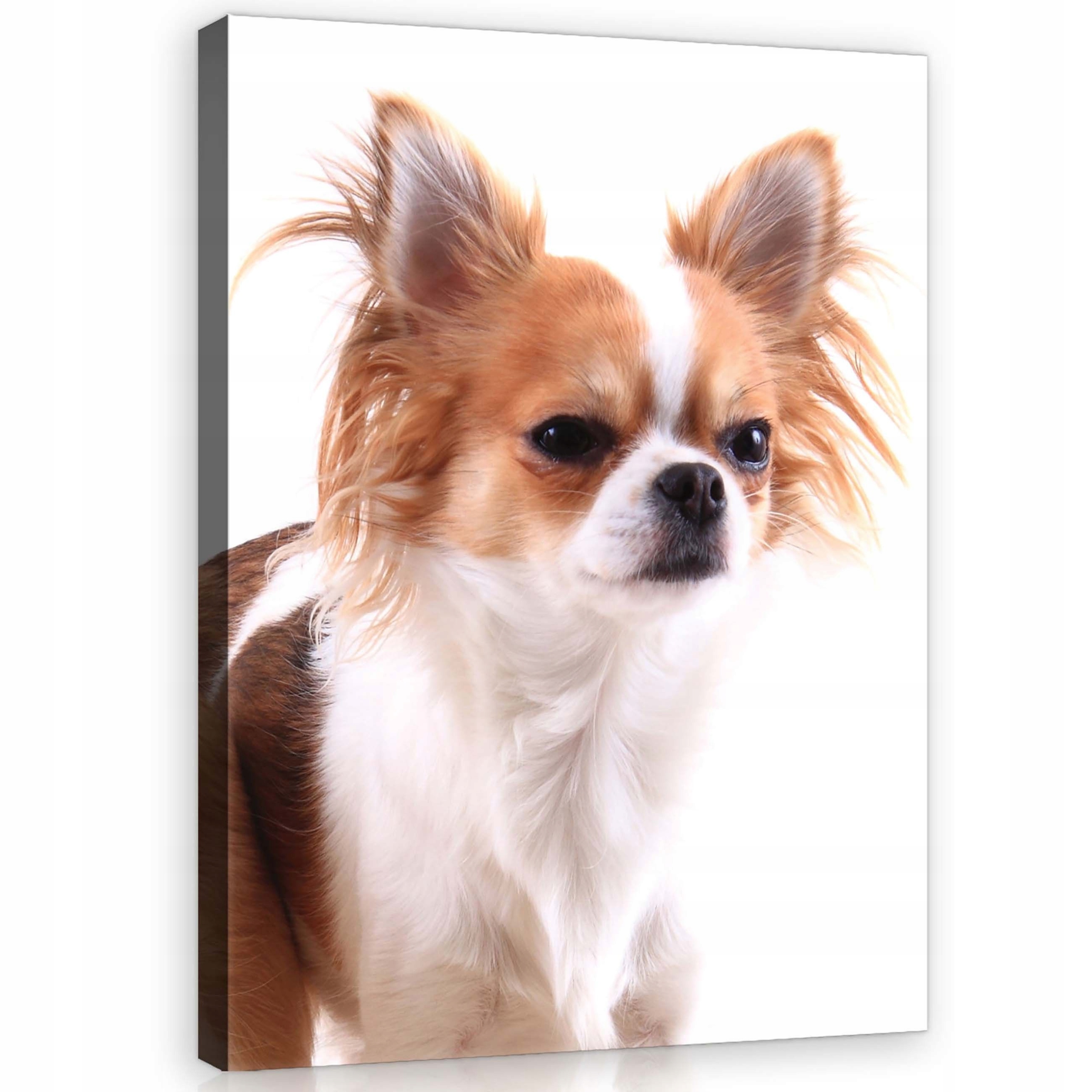 Obraz 75x100 Chihuahua pes portrét zvíře bílé pozadí roztomilý