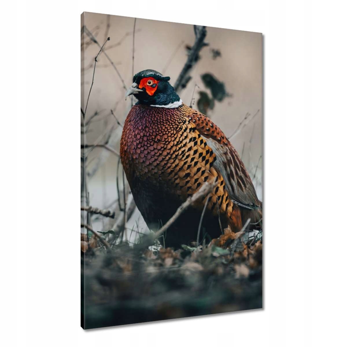 Obrazy 60x90 Bažant v přírodě Ptáci