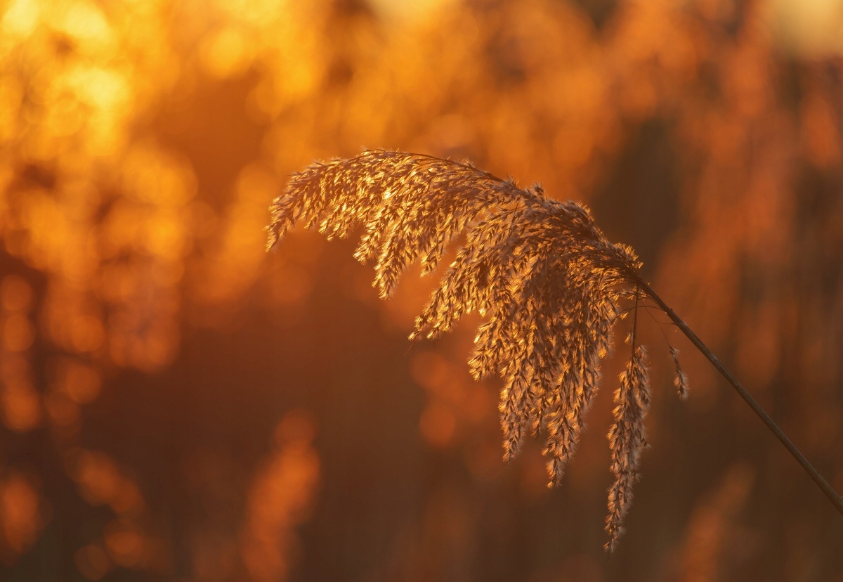 

Tapeta flizelinowa Trzcina Pomarańczowy - 152x104