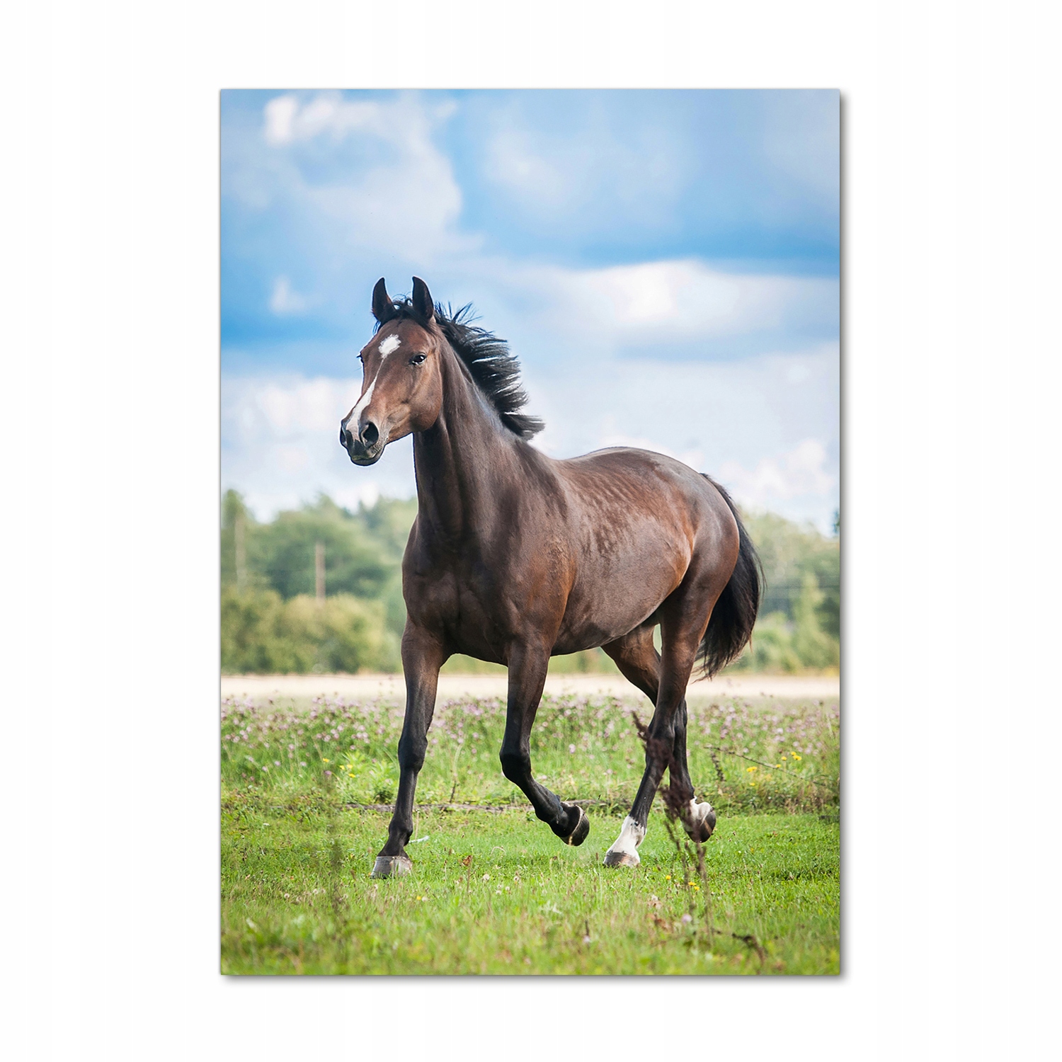 

Nowoczesny fotoobraz akrylowy Koń na polu 70x100cm