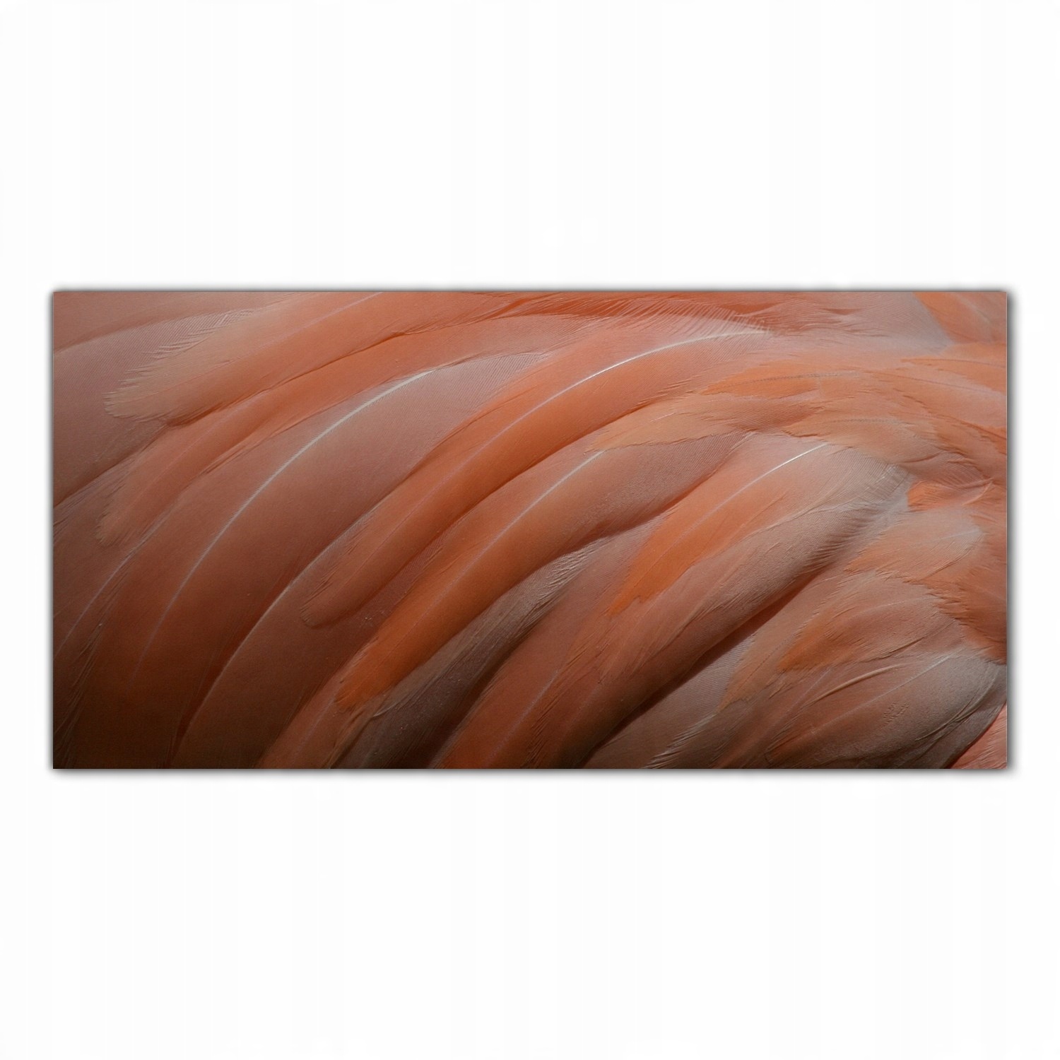 

Obraz na szkle Foto Flaming Ptak Zwierzę 120x60