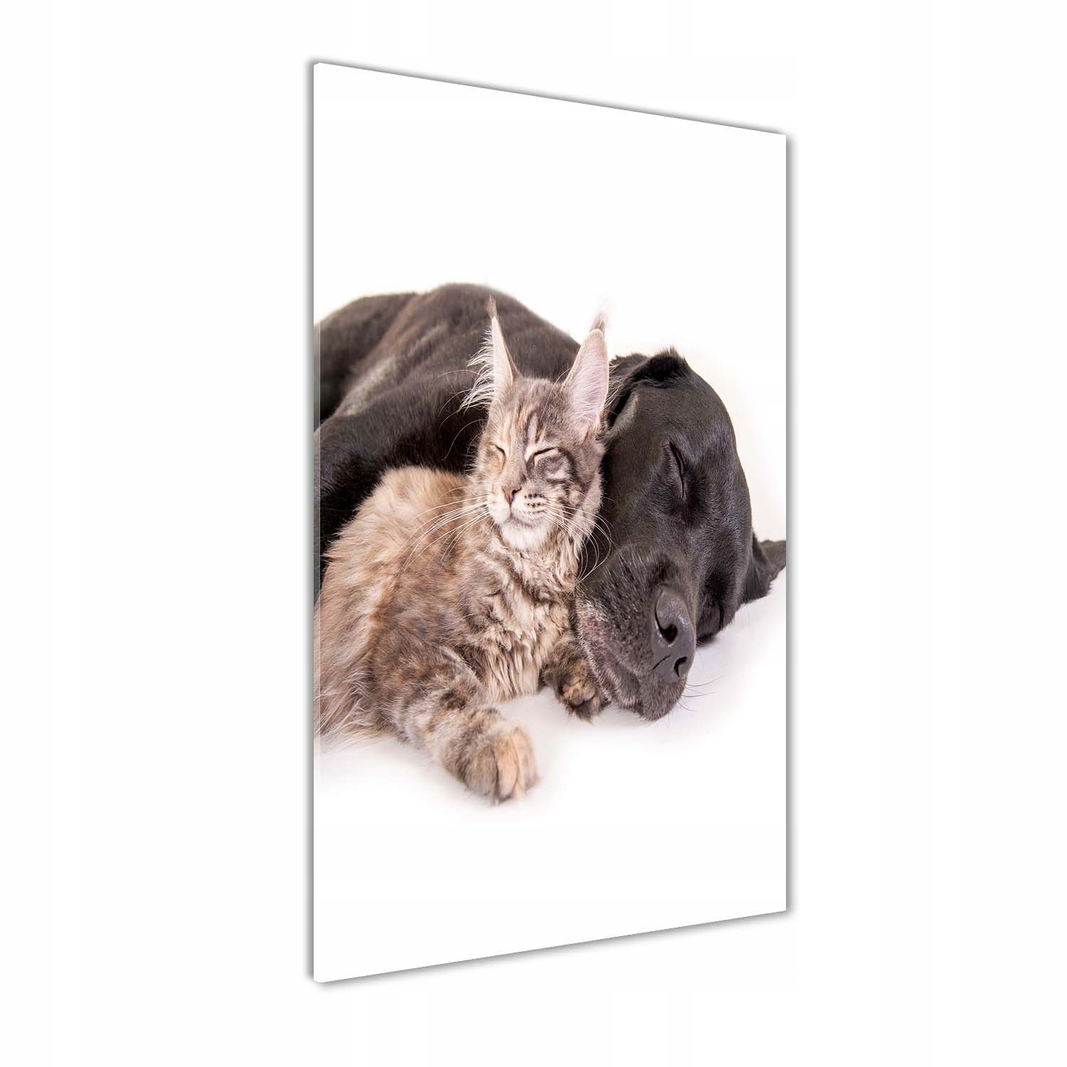 

Foto obraz akrylowy na ścianę Pies i kot 60x120cm