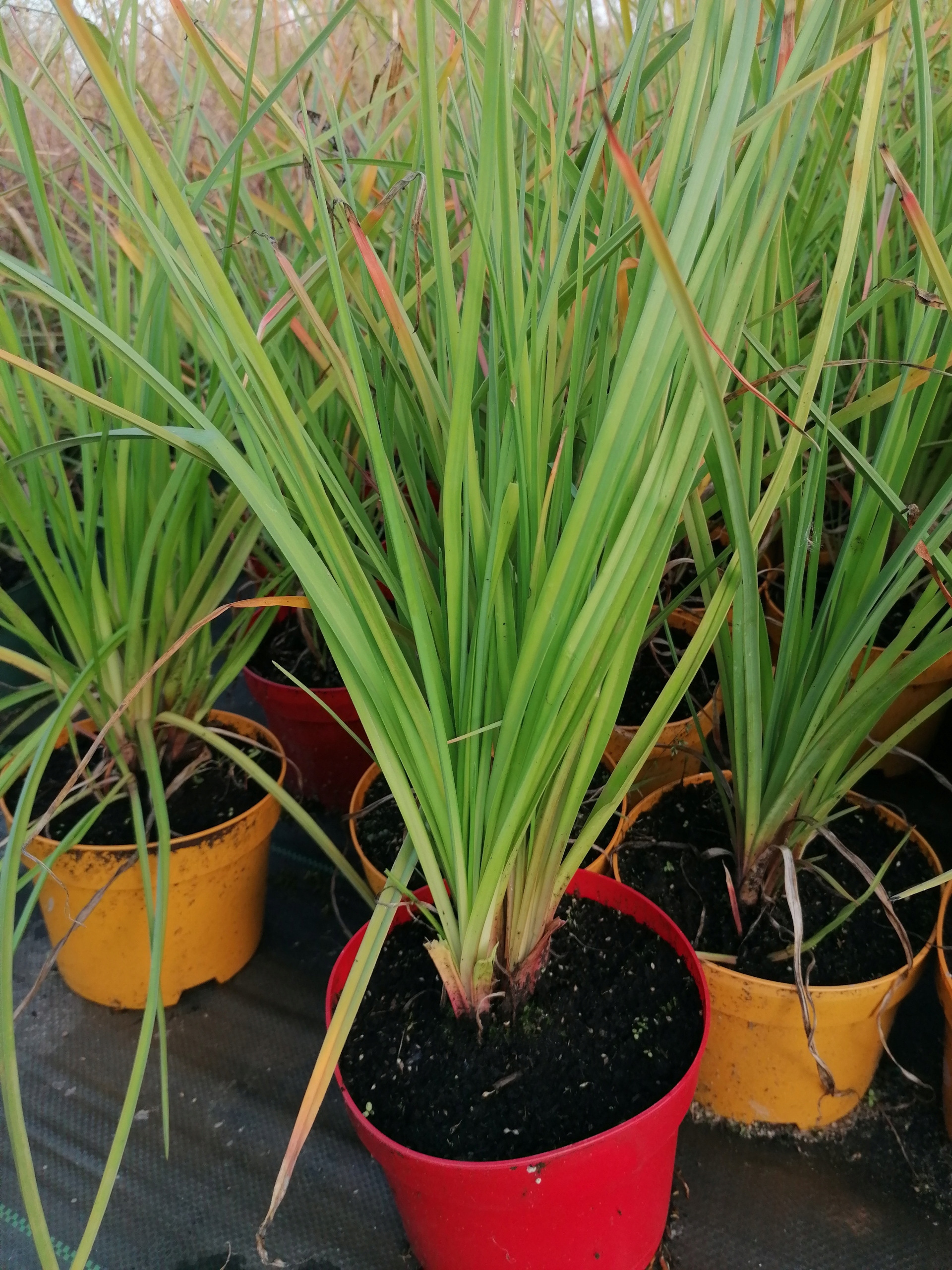 Kniphofia Grandiflora TRYTOMA Płonąca Pochodnia 2L Wysokość sadzonki 20-40 cm