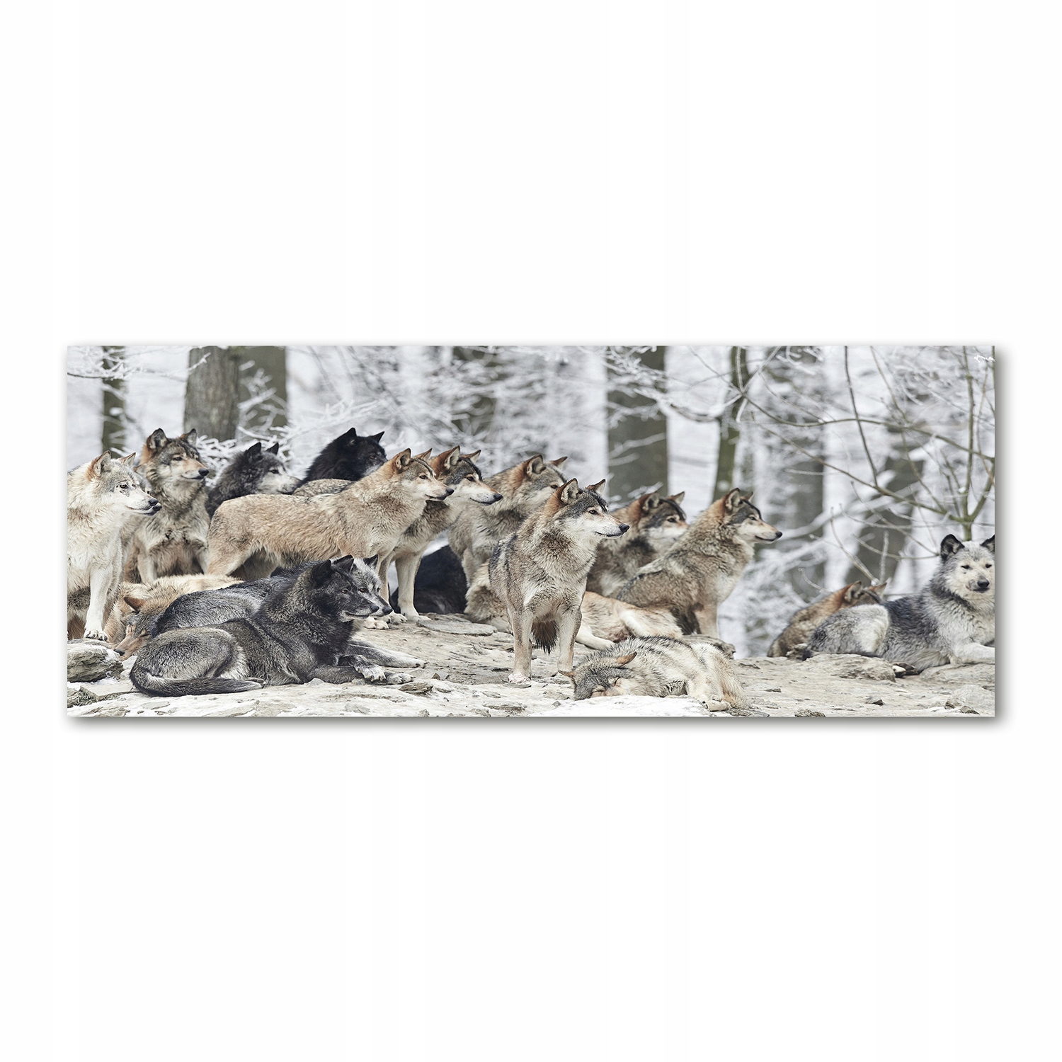 

Foto obraz na szkle akrylowym Wilki zimą 125x50 cm