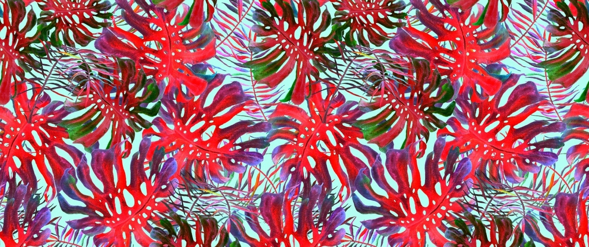 

Fototapeta Flizelinowa Monstera dziurawa 250x104