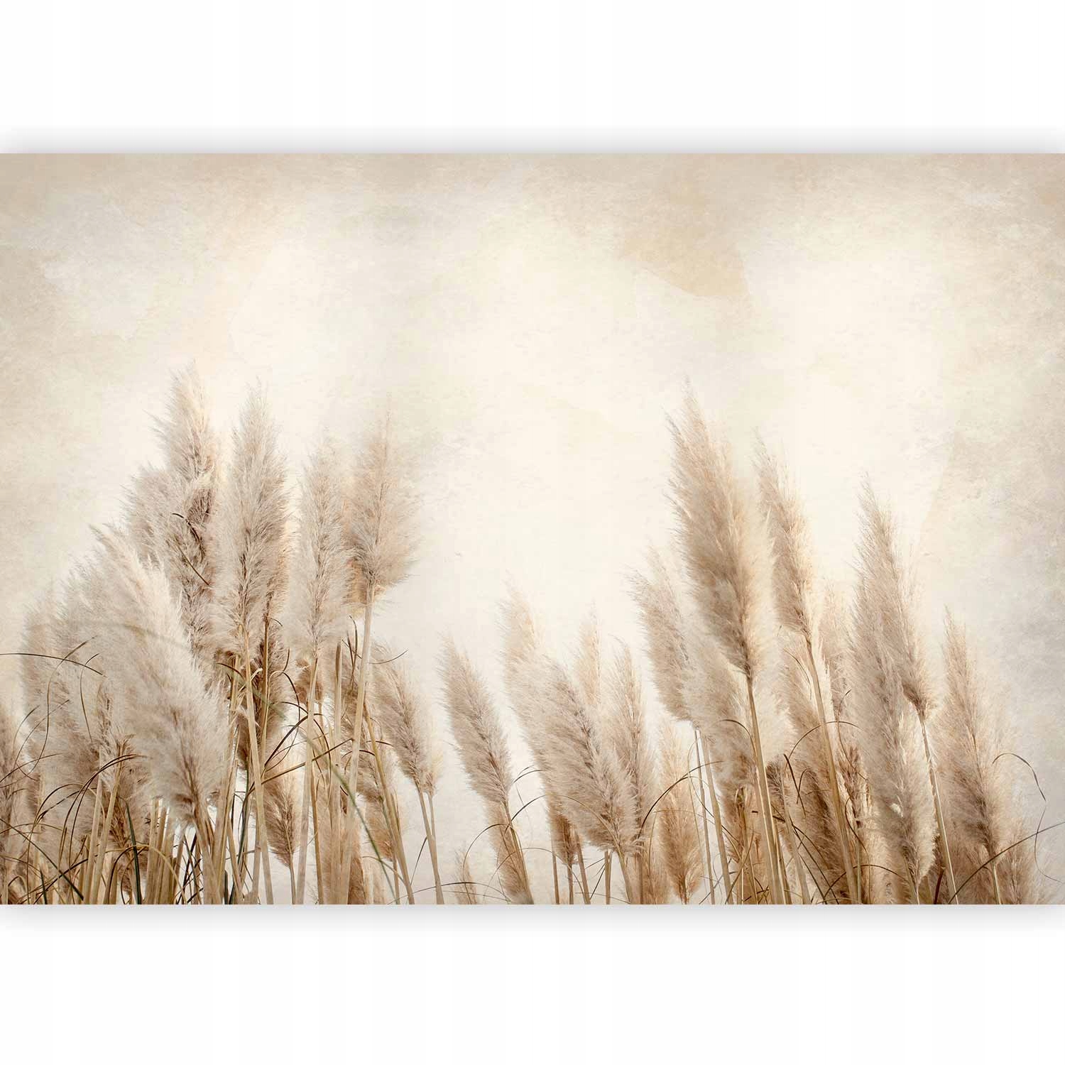 Fototapeta Trawa Pampasowa Boho Natura Beż Tapeta Ścienna Do Salonu 300x210