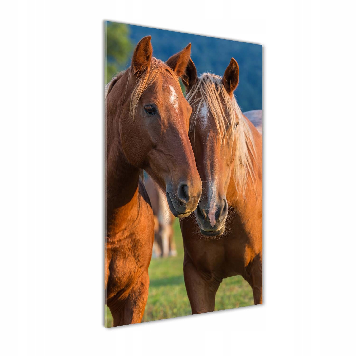 

Foto obraz akrylowy na ścianę Dwa konie 70x140cm