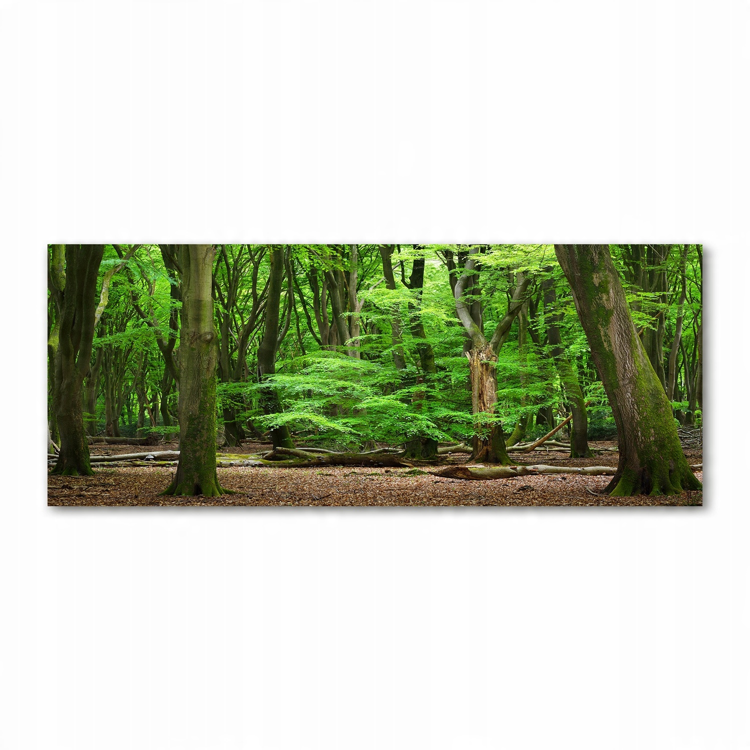 

Foto obraz akryl zdjęcie Holenderski las 125x50 cm