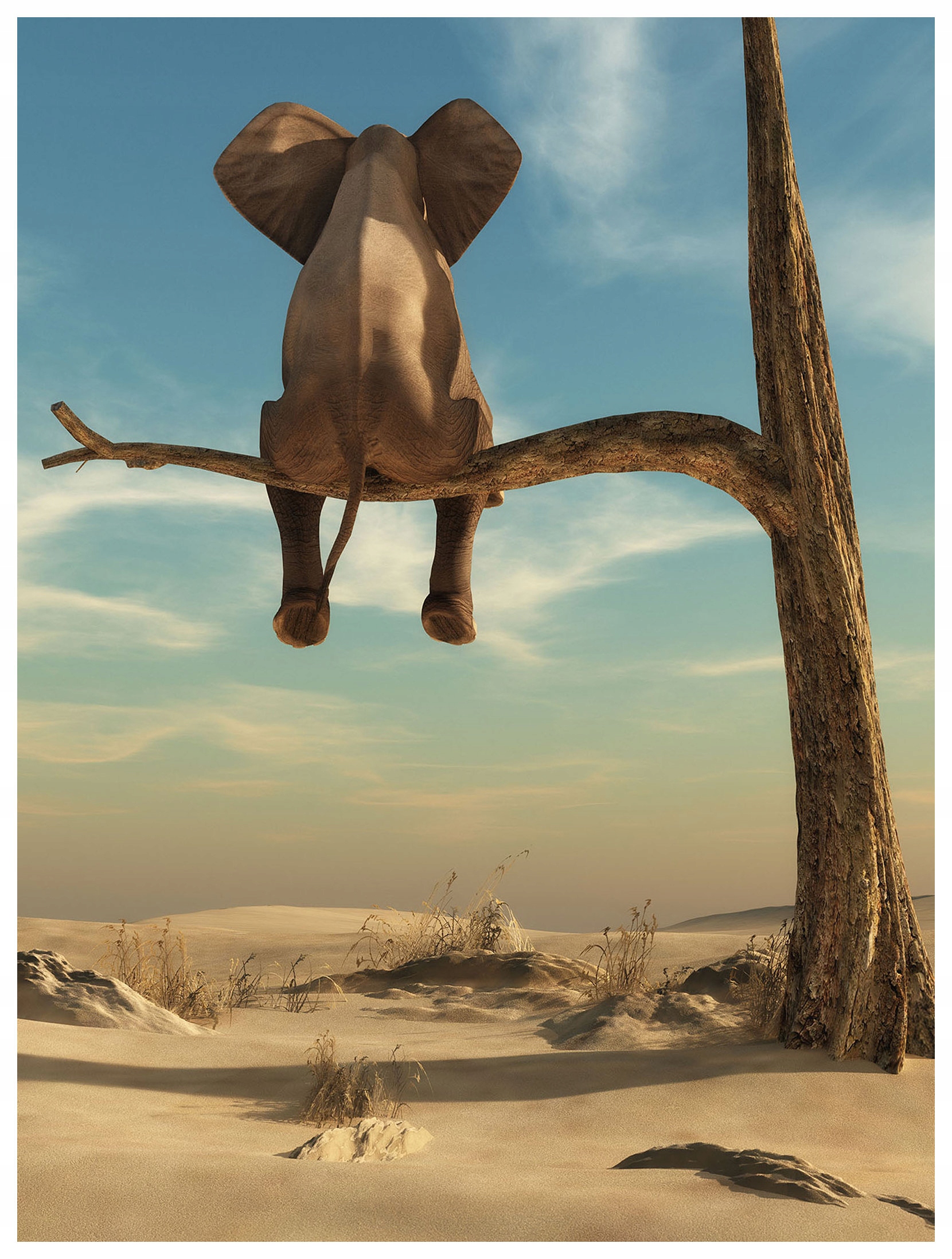 Fototapeta Pouštní slon na stromě vinylová 184x254 lepidlo